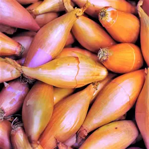 TomorrowSeeds - Monique French Pink Shallot Sets (Bulbs) Long Red Banana Echalote Onion Set Transplant Garden Planting Seed For 2024 Season  -