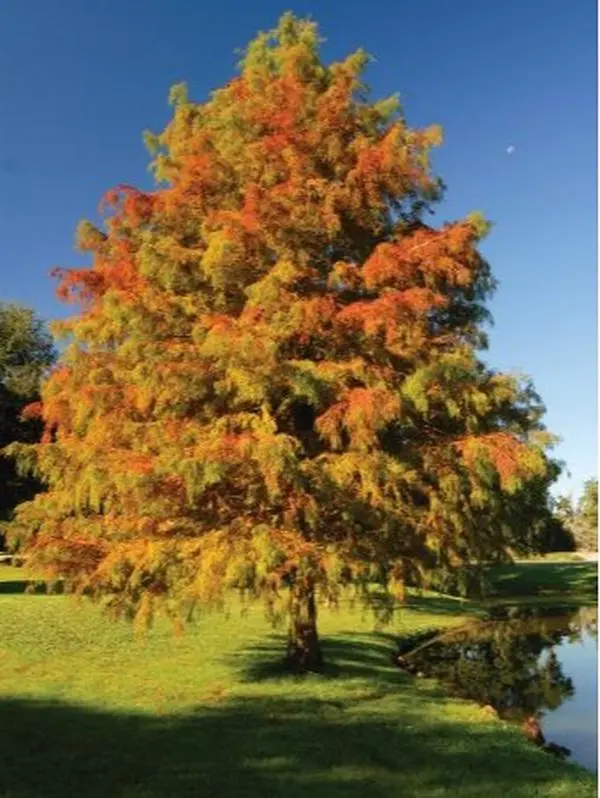 Bald Cypress Live Tree 12-24" Potted Tree