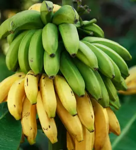 Dwarf Cavendish Bananas Plant Live for Planting, Musa Acuminata Dwarf Cavendish Plant for Garden 4 to 6 Inch Tall
