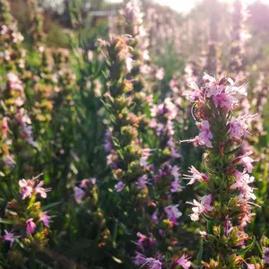 Pink Flowered Hyssop Seeds for Planting: Bible Hyssopus officinalis, Perennial Cold Hardy Shrub, Certified Organic - 100 Seed Packet / Bulk Pack