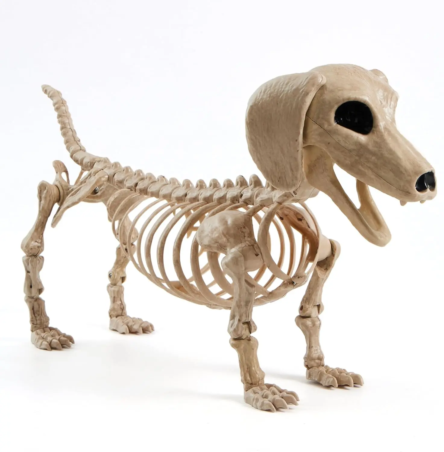 JOYIN Wiener Dog Skeleton 24” Plastic Animal Posable Skeleton Halloween Decorations with Movable Joints for Graveyard Scenes Haunted House Prop Party Decor Spooky Indoor Outdoor Decorations