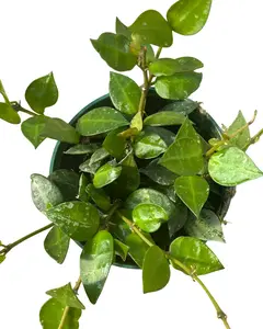 4" Hoya Krohniana Splash – Live Plant