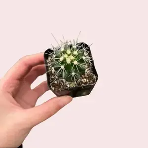Live Golden Barrel Cactus Plant - Golden Ball Plant - Echinnocactus Grusonii Plant - 2 Inch Pot