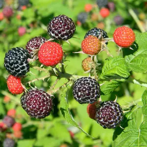 "Black Delicious" Black Raspberry