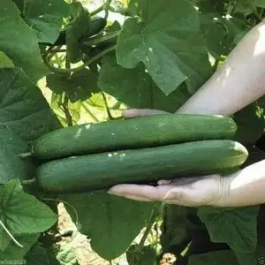 Cucumber Seeds - Tendergreen Burpless Seeds, Ideal for Cucumber Plant Care