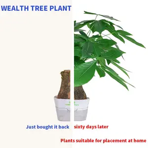 Wealthy Tree Small Potted Plant for Indoor Living Room Office Desk Greenery Flower Evergreen Plant Auspicious Tree Potted Decoration Feng Shui Elegance Pre-Potted Convenience Personalized Greenery