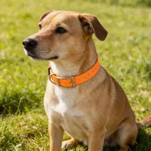 Durable Tpu Pet Collar for Small and Medium Dogs, Perfect Gift for Dog Lovers, Ideal Pet Accessory, 1 Count