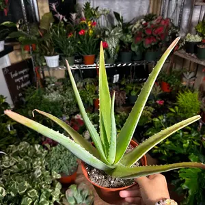 Aloe Vera plant 6in plant