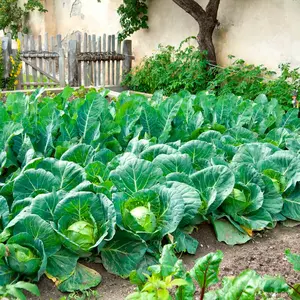 All Seasons Organic Cabbage Seeds - Heat & Yellow Resistance - 12-14" High - 30-36" Wide - 10-11" Heads - 11-14#s - Phaseolus lunatus - 1890 Burpee Seed Catalog Variety