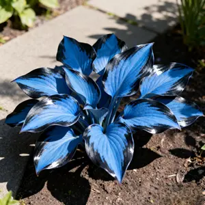 Hosta Plantaginea Seeds, Non-GMO Shade-Loving Perennial Garden Seeds for Yard and Landscape Planting