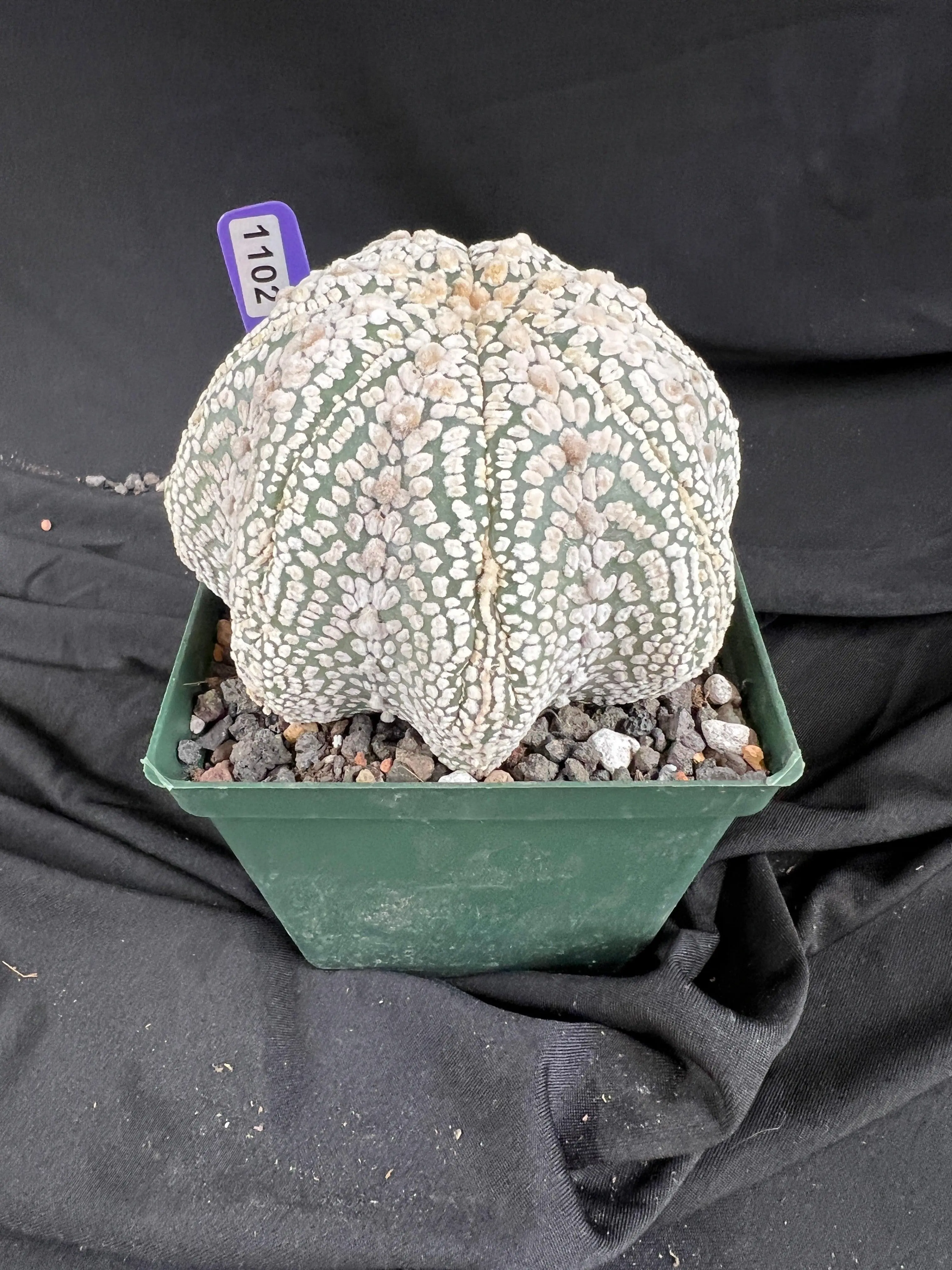 Astrophytum Asterias cv. Superkabuto cactus - 1102