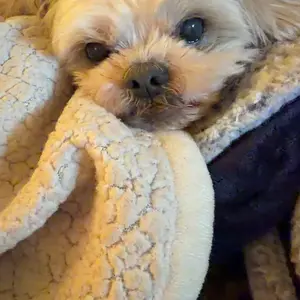 Cassiel-Pet Natural Eye Drops for Dogs & Cats, 10ml, Soothes Dry Eyes, Reduces Tear Stains, Relieves Itchy Eyes, No Artificial Ingredients, Ideal for Eye Infections & Allergies