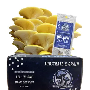 Golden Oyster Mushroom Grow at Home Kit