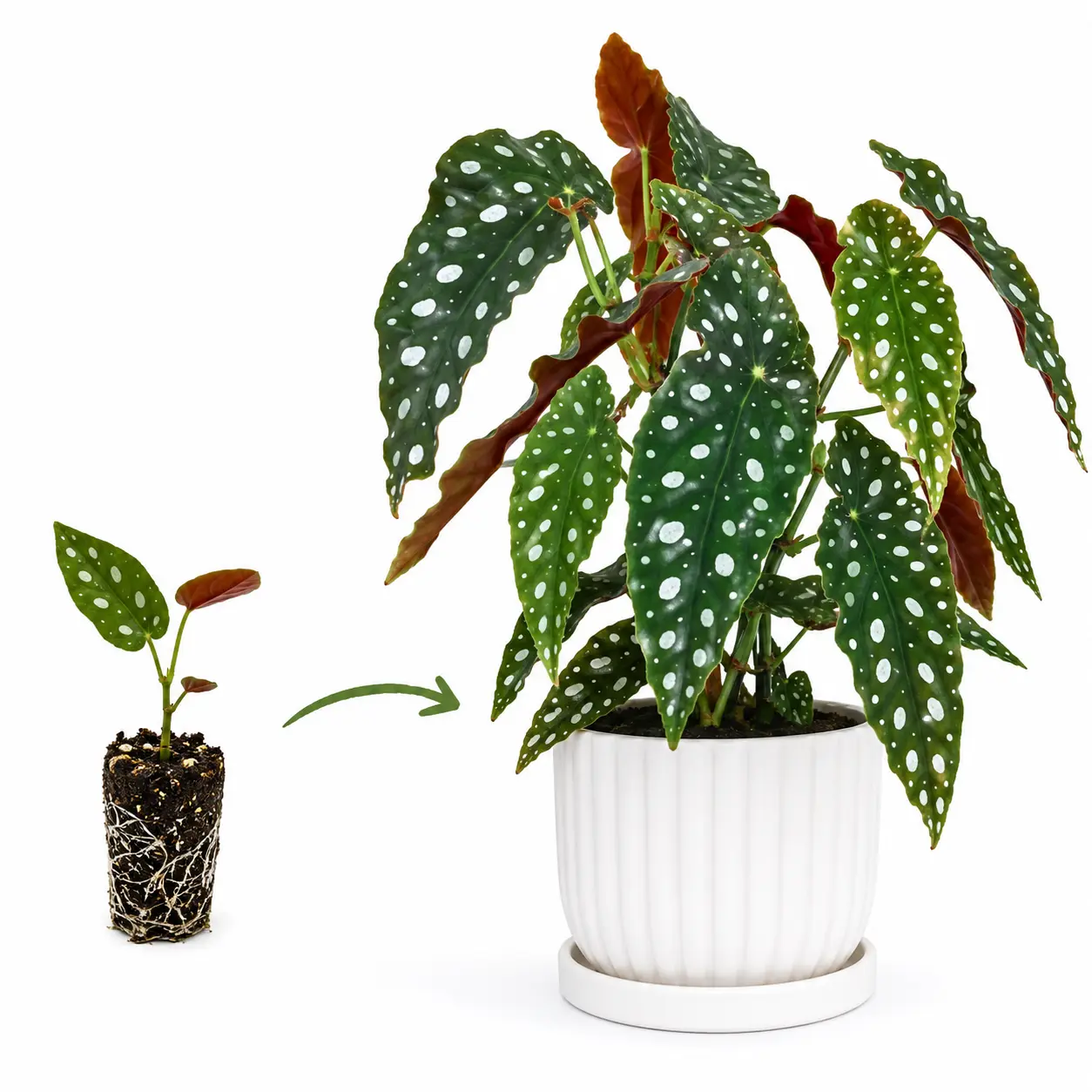 Angel Wing Begonia Live Plant Plug – Polka Dot Begonia – Spotted Green Foliage – Rooted Indoor Houseplant Starter