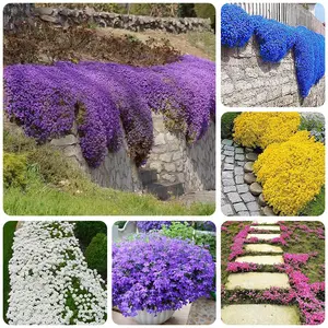 3000+ Creeping Thyme Seeds Mix – Multi-Color Ground Cover Variety for Gardens & Pathways 3000+ Creeping Thyme Seeds Mix – Multi-Color Ground Cover Variety for Gardens & Pathways