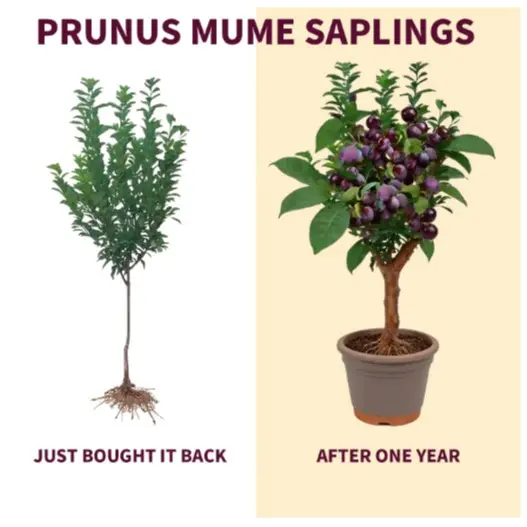 2 prune plum saplings