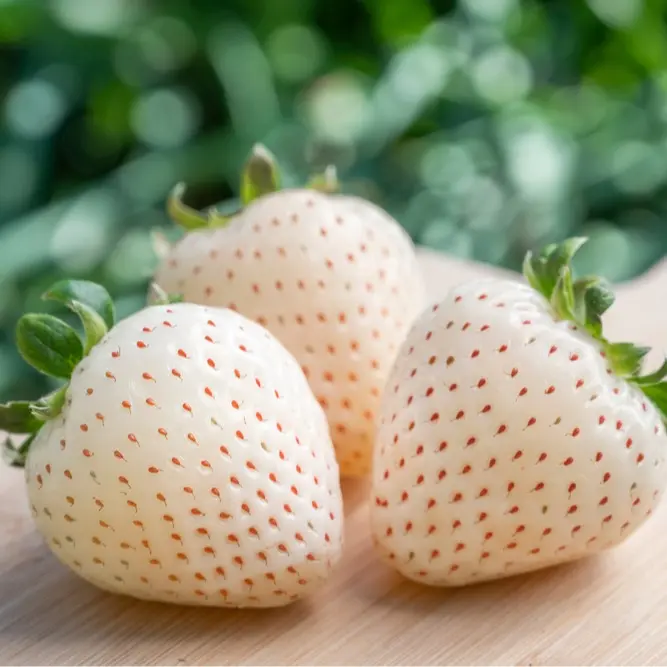 CZ GRAIN White Pineberry Fruit Seeds for Planting - 100 Fresh, Natural Strain Home & Outdoor Gardening Plant Seeds, Home Planting Seeds