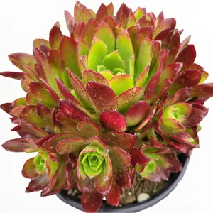 Aeonium 'Phoenix Flame'