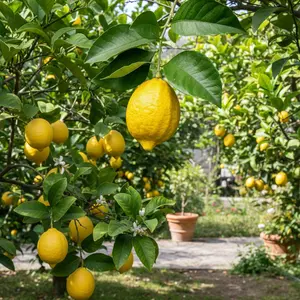 30 Lemon Seeds – Citrus Fruit Tree for Home Garden, Containers & Patio Growing