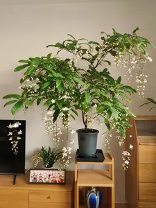 200Pcs Rare Fairy Plant Seeds Weeping Jasmine Seeds Climbing Plants Easy to Live Four Seasons Sowing Flowering Indoor Outdoor Plant Seeds Fragrant Non-GMO Garden Home Jasmine Garden Balcony Decorative