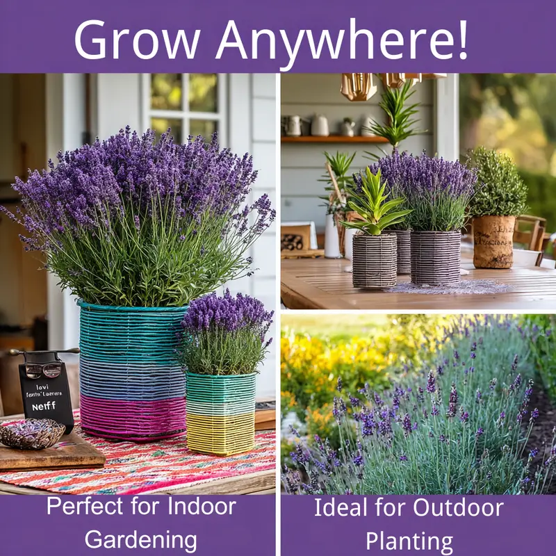 how to grow lavender in pots - TikTok Shop