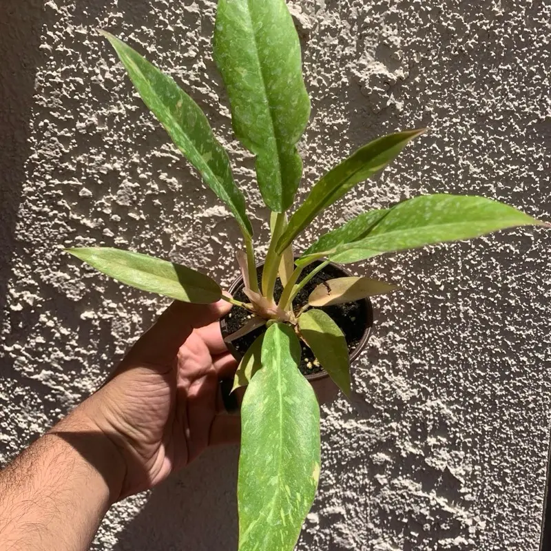 Philodendron Ring of Fire Variegated