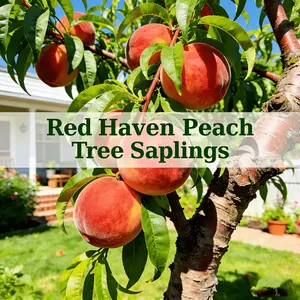 Live seedlings of Honggang peach tree, a compact fruit tree suitable for small spaces, a hardy variety that produces juicy peaches for families to enjoy