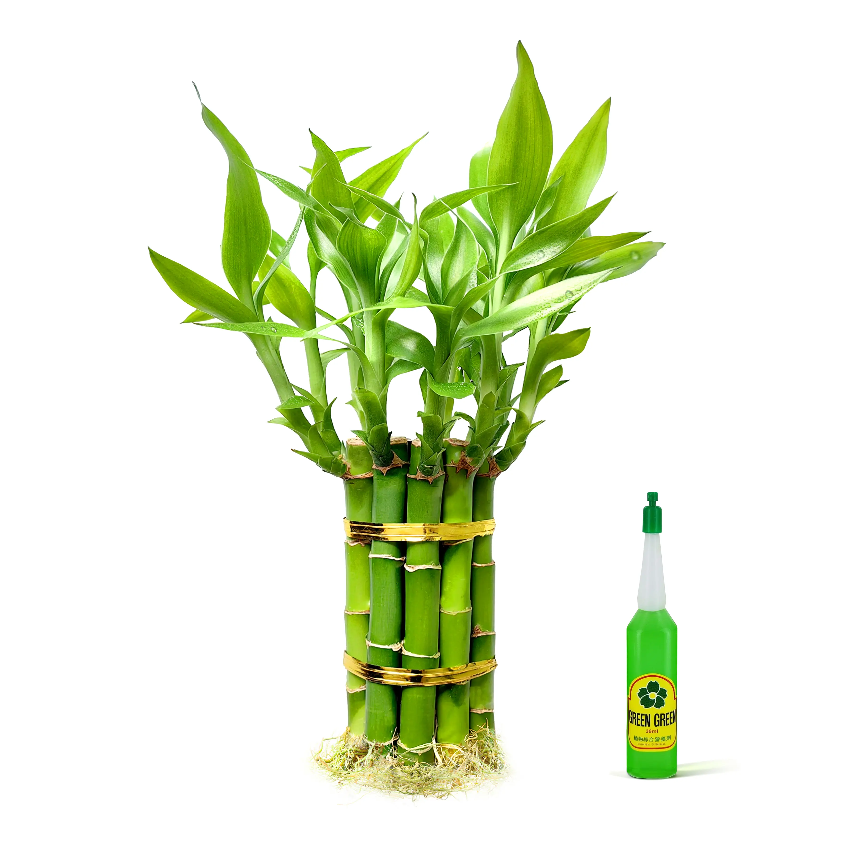 Lucky Bamboo Plant 10 Stalks | Live Indoor Water Plant for Home Office Decor (4, 6 & 8 Inch) Lucky Bamboo Plant 10 Stalks | Live Indoor Water Plant for Home Office Decor (4, 6 & 8 Inch)