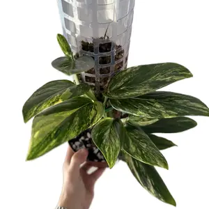 Monstera Standleyana Aurea High Varg  4” on pole