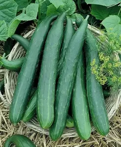 50 Metki Dark Green Armenian Yard Long Cucumber Seeds for Planting 2+ Grams of Seeds Harvested