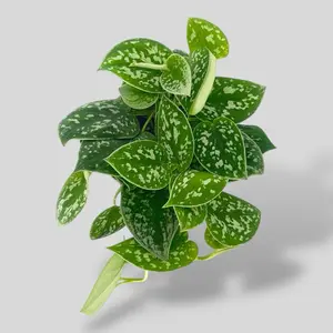 Satin Pothos 4” - Easy Care Hanging House Plant - Not Pet Safe Satin Pothos 4” - Easy Care Hanging House Plant - Not Pet Safe