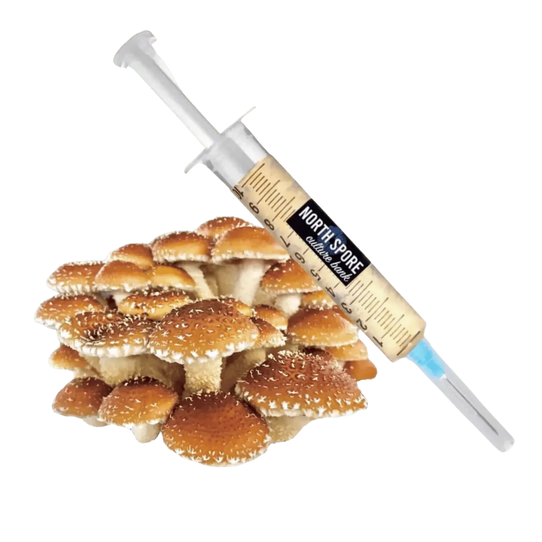 Organic Chestnut Mushroom Liquid Culture Syringe