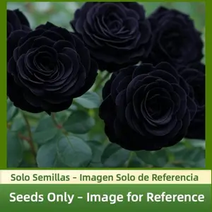 Midnight Dark Rose Seeds – 80–100 Non-GMO Seeds for Decorative Garden Projects