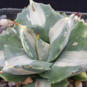 Variegated Dwarf Butterfly Agave - Agave isthmensis 'Ohi Raijin Shiro Nakafu'