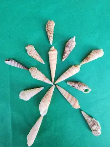 Auger Shells from SWFL, Florida, Sanibel, Captiva, Marco Island