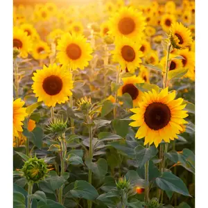Sunflower (type) Compare to Yankee Candle - Premium Fragrance Oil
