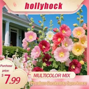 Promise: Germinate or Refund] Hollyhock Seeds – Colorful Tall Blooms, Heirloom & Non-GMO, Perfect for Fences, Borders & Cottage Gardens
