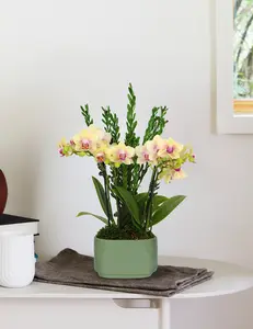Small Double Orchid