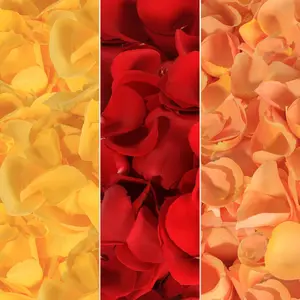 Rose Petals Yellow Red & Bicolor Orange Premium Ecuadorian Import 10 Bags 500 Petals Each 250g Total Free Delivery Ideal Gift for Any Occasion