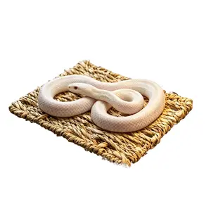 Climbing pet straw suction cup climbing platform keeping palace corn snake drying platform suction cup feeding box landscaping