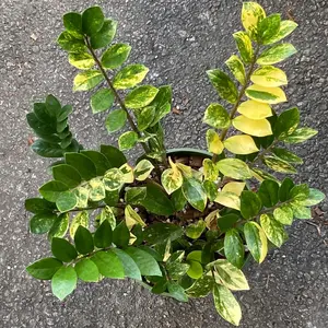 Variegated ZZ Plant 8” Pictured Plant