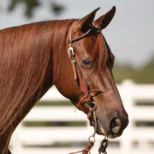 Schneiders Geometric Stamped One Ear Headstall