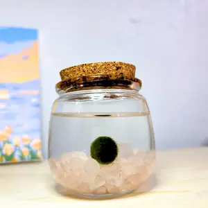 Medium Moss Ball Terrarium with Rose Quartz Stone - 3" Height, 3" Diameter, Decor Plant Pet, Natural, Made in USA, Zebra Mussel-Free, Perfect for gifts