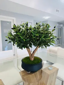 Bonsai Olive Tree in Real Wood - 26" Long x 24" High x 16" Wide - Zen & Sophisticated Decorative Accent for Living Rooms Offices or Studies