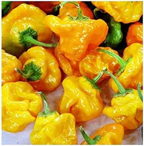 30 Seeds + Yellow Scotch Bonnet Jamaican Hot Pepper Seeds Spicy.