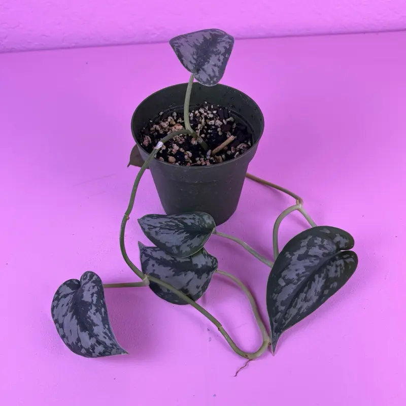RARE Scindapsus Black Mamba | Dark Foliage Scindapsus | Collector Aroid