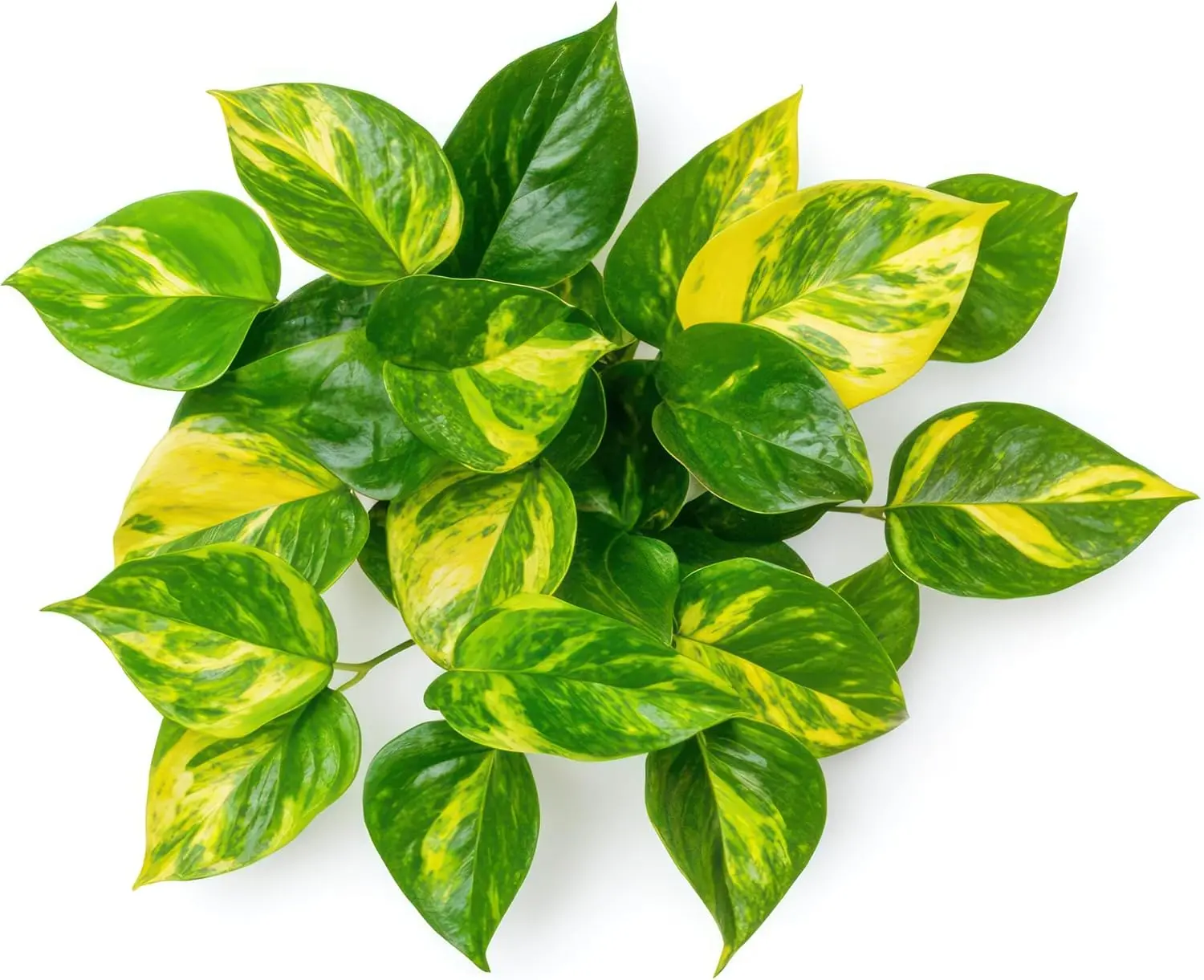 Golden Pothos Live Plant – Easy Care Houseplant in 2" Pot – Air Purifying Indoor Vine – Beginner Friendly