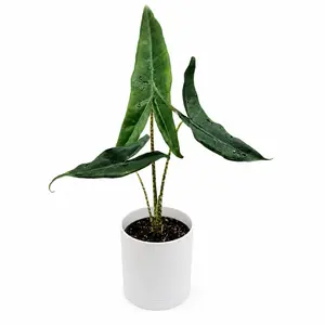 Alocasia Tigrina Superba 6" pot Live Indoor House Plant - Rare Tropical Garden Supply with Tiger-Striped Foliage