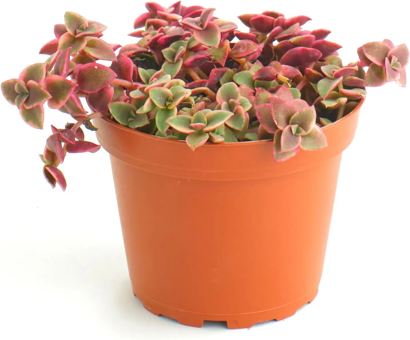 "GET IT NOW" Calico Kitten Hanging Succulent, Crassula Pellucida Variegata, Fully Rooted Live 4" Succulent Plant, Low Maintenance Indoor Plant, Trailing Succulents, Gift & Garden