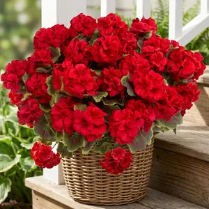 lovemoon 8 Pcs Artificial Geranium Plant Realistic Silk Flowers for Outside UV Resistant Faux Geraniums Flowers for Indoor Outdoor Home Garden Office Decoration (8, Red)